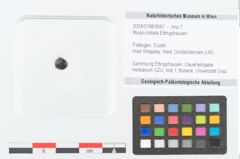Foto (Objekt + Etikett) von Musa cristata Ettingshausen (NHMW-GEO-2024-0188-9067)